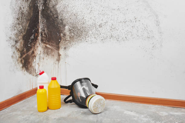 Best Professional Mold Removal  in Edgewater, FL