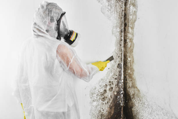 Best Attic Mold Removal  in Edgewater, FL