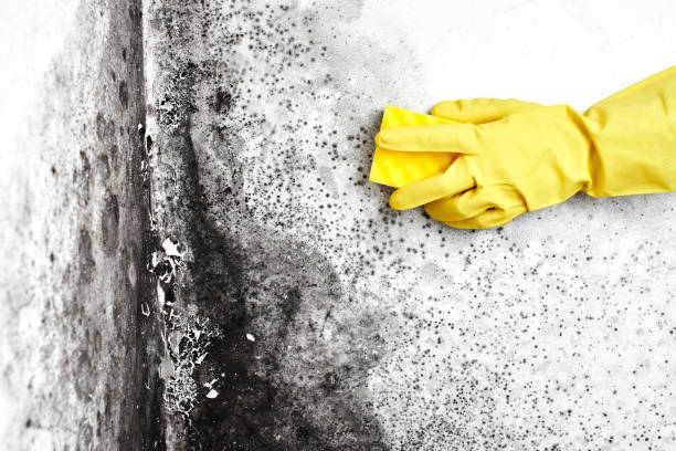 Trusted Edgewater, FL Mold Removal Experts