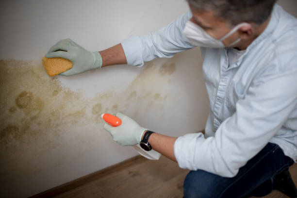 Mold Testing and Removal in Edgewater, FL