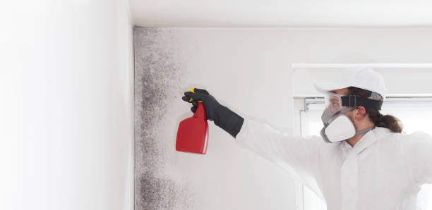 Mold Removal and Inspection in Edgewater, FL